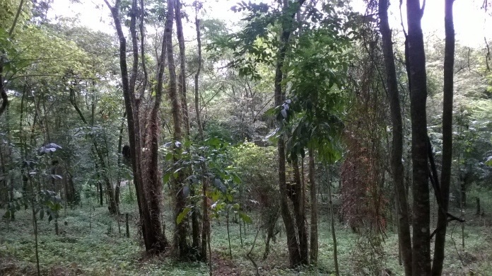 Los bosques de Siuna. Foto: Elvira Cuadra